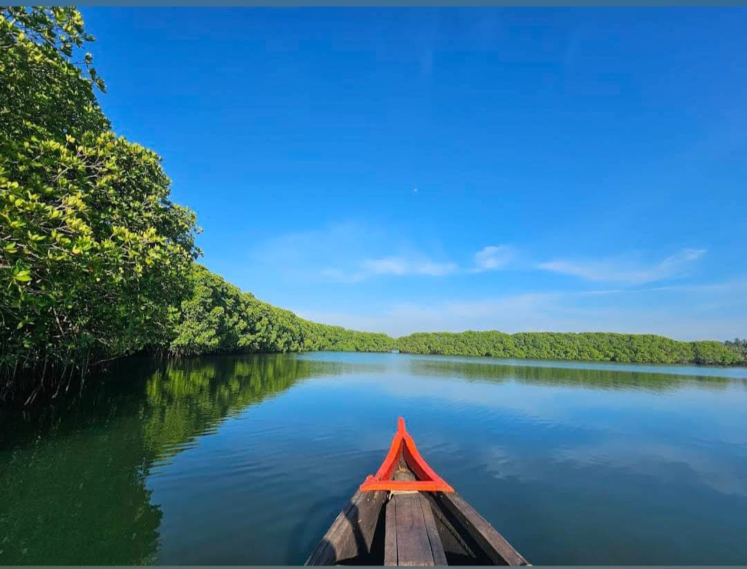 Country boat ride through green mangrove tunnels
